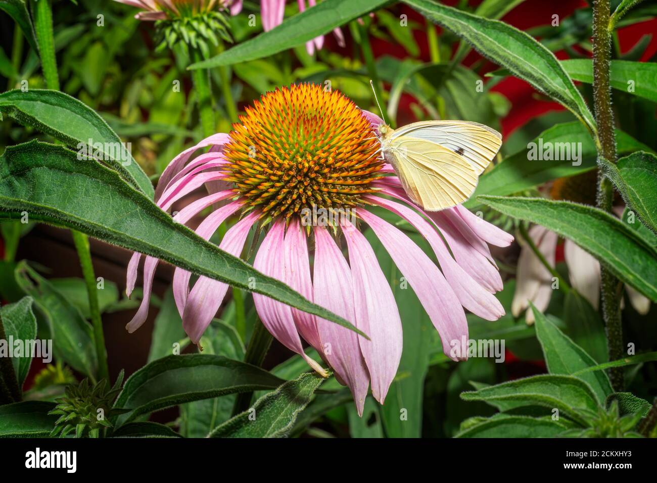 CABBAGE BUTTERFLY (PIERIS SP.) COLLECTING POLLEN FROM A PURPLE CONE FLOWER, PENNSYLVANIA Stock Photo