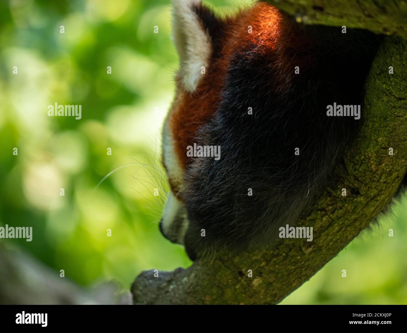 Small panda hi-res stock photography and images - Alamy