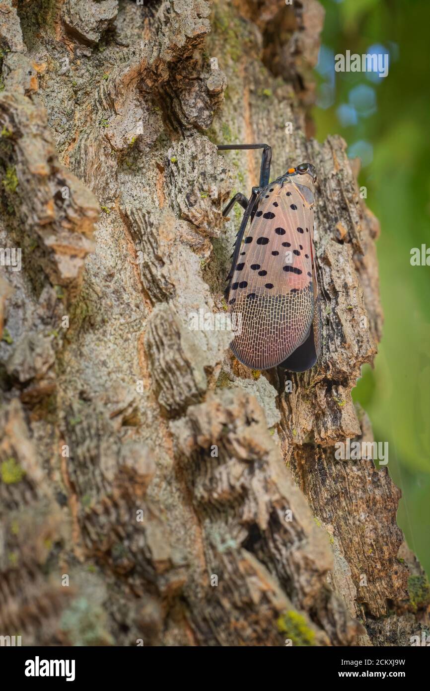 Spotted lanternfly adult hi-res stock photography and images - Alamy