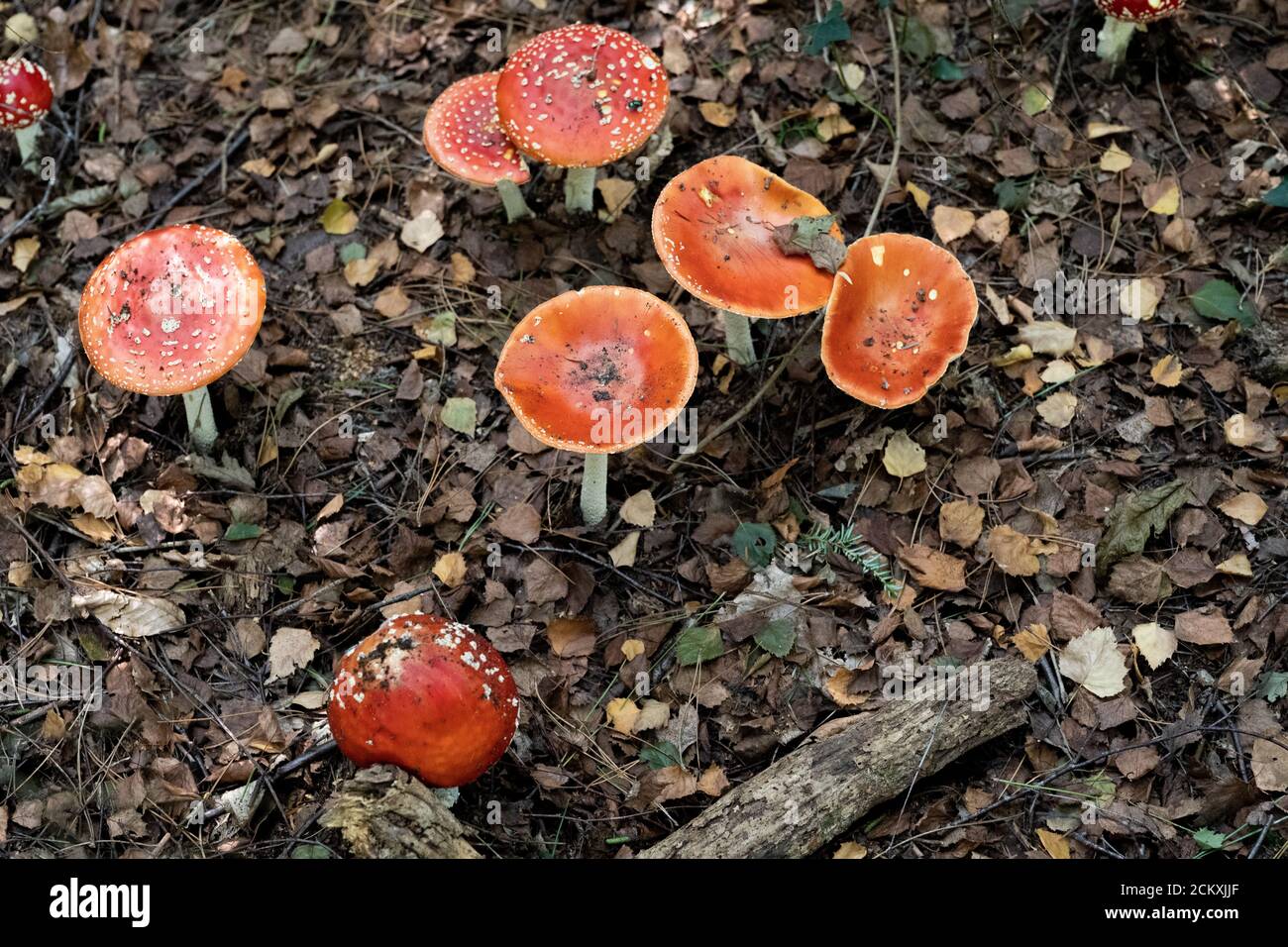 Red fungi with white spots hires stock photography and images Alamy