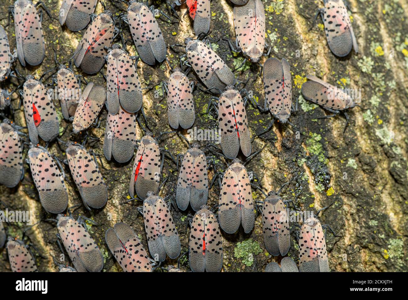 LARGE GROUPING OF SPOTTED LANTERNFLIES (LYCORMA DELICATULA) ON A TREE IN PHILADELPHIA PENNSYLVANIA Stock Photo