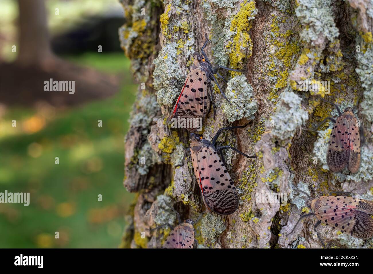GROUP OF ADULT SPOTTED LANTERNFLIES (LYCORMA DELICATULA) ON THE TRUNK OF A TREE IN SOUTH EASTERN PENNSYLVANIA Stock Photo