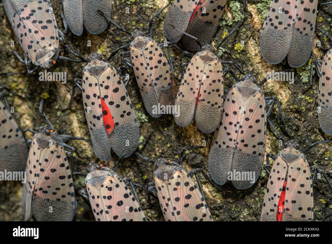 LARGE GROUPING OF SPOTTED LANTERNFLIES (LYCORMA DELICATULA) ON A TREE IN PHILADELPHIA PENNSYLVANIA Stock Photo