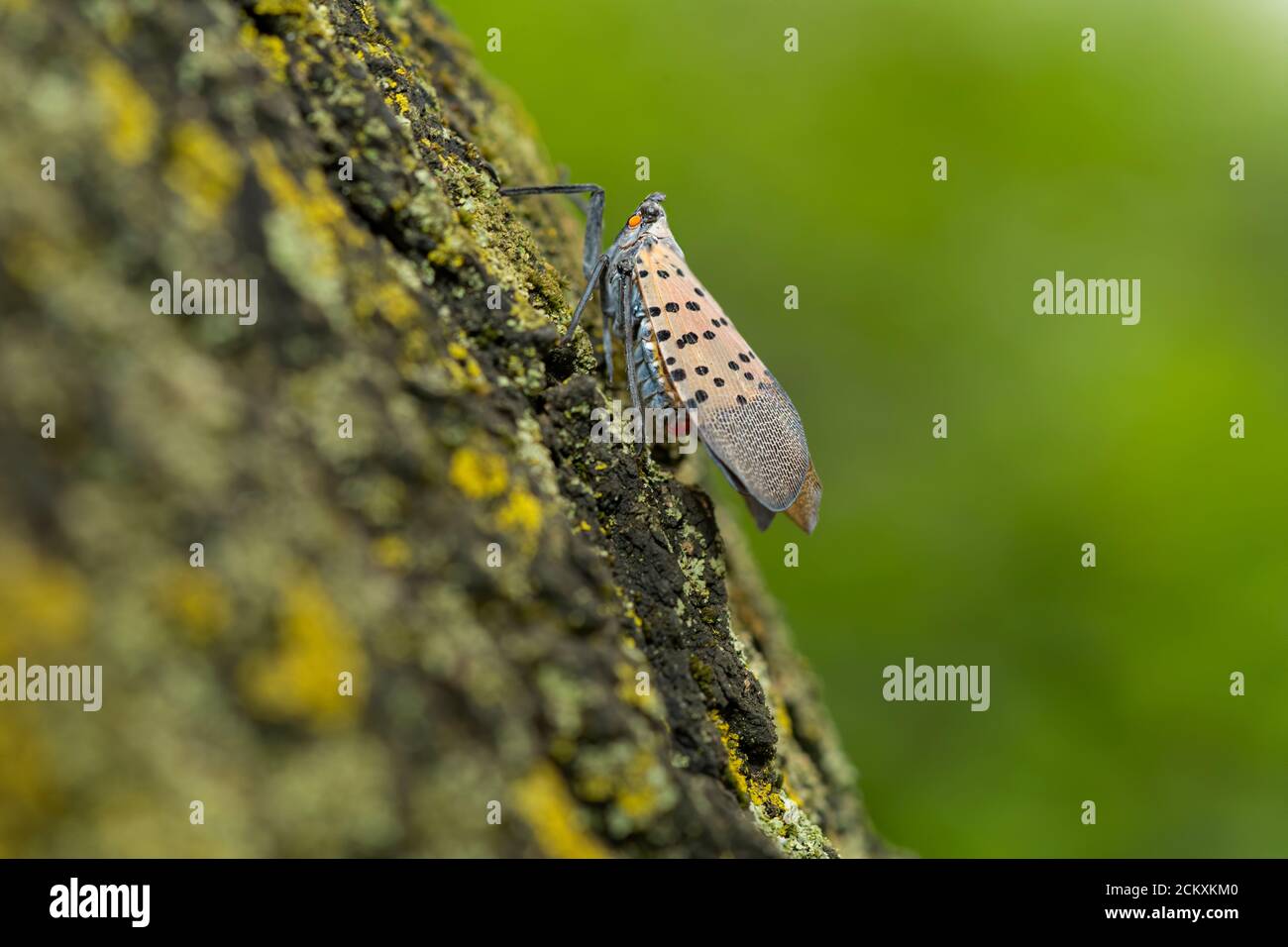 CLOSE UP OF AN ADULT SPOTTED LANTERNFLY (LYCORMA DELICATULA) ON A TREE TRUNK PENNSYLVANIA Stock Photo