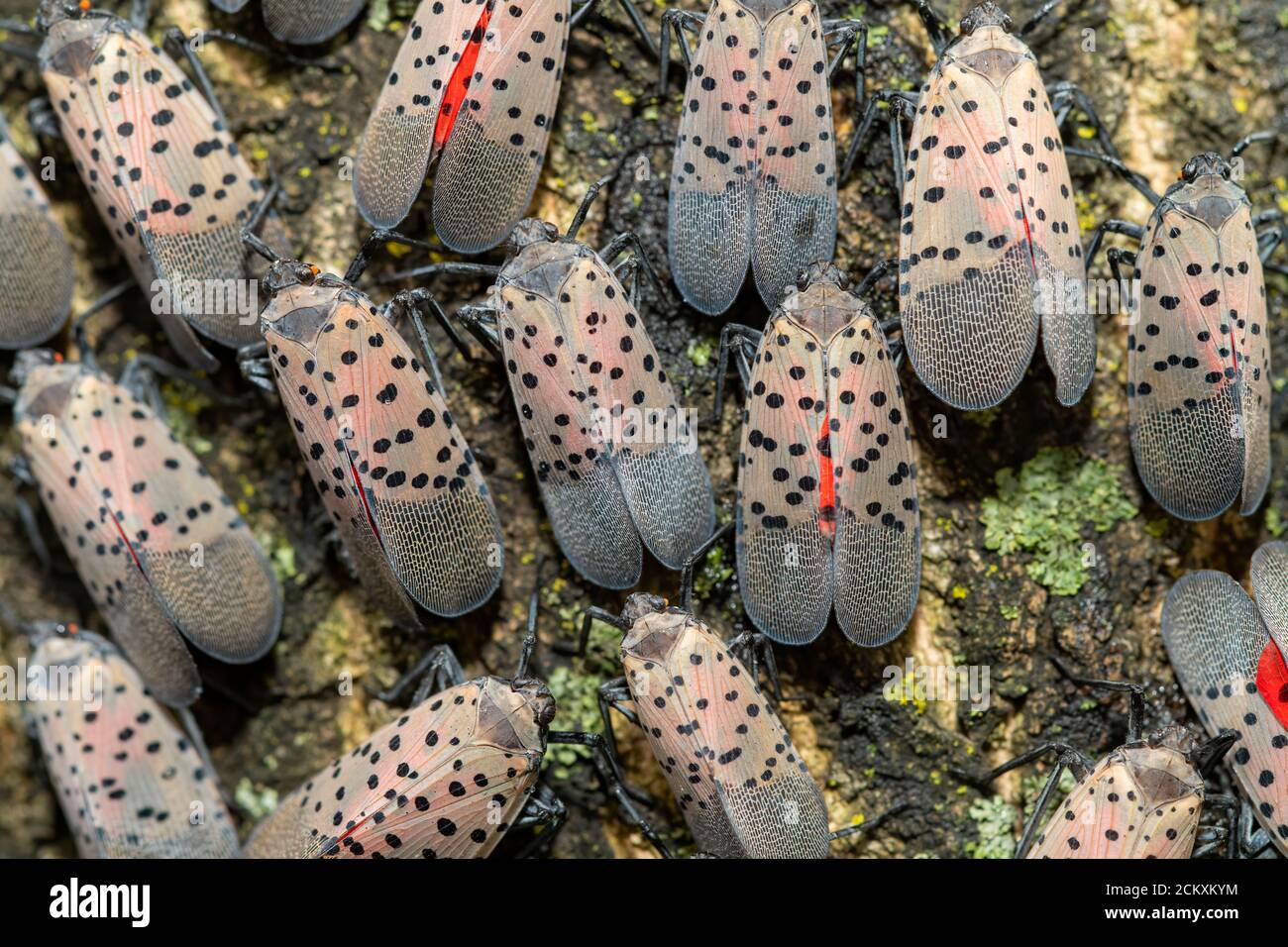 CLOSE UP OF AN ADULT SPOTTED LANTERNFLIES (LYCORMA DELICATULA) ON A TREE TRUNK PENNSYLVANIA Stock Photo