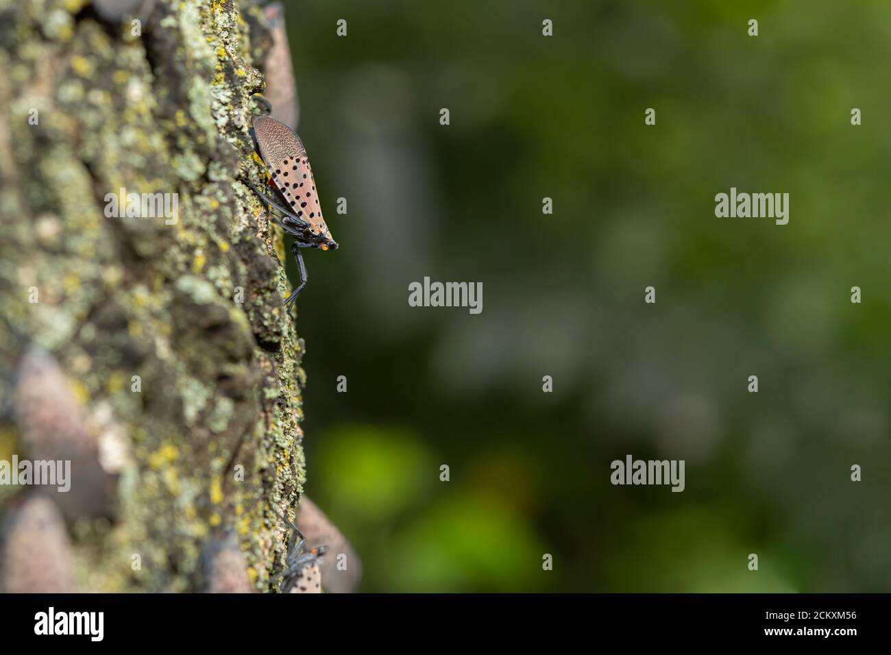 CLOSE UP OF AN ADULT LANTERNFLY (LYCORMA DELICATULA) COMING DOWN A TREE PENNSYLVANIA Stock Photo