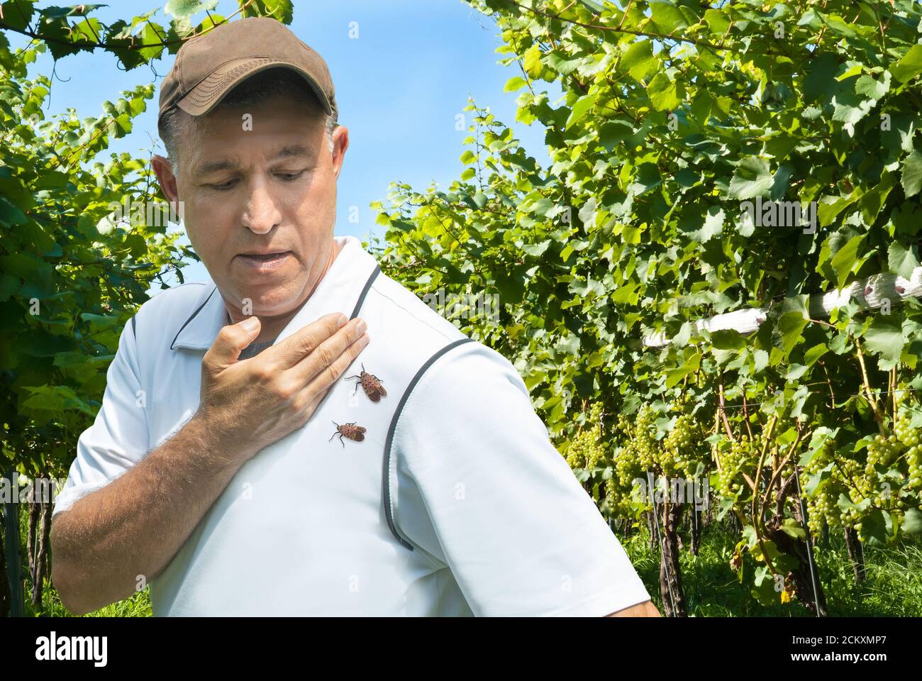 MAN IN VINEYARD SWEEPING AWAY SPOTTED LANTERNFLIES (LYCORMA DELICATULA) OFF HIS SHOULDER, DIGITAL COMPOSITE, PENNSYLVANIA Stock Photo