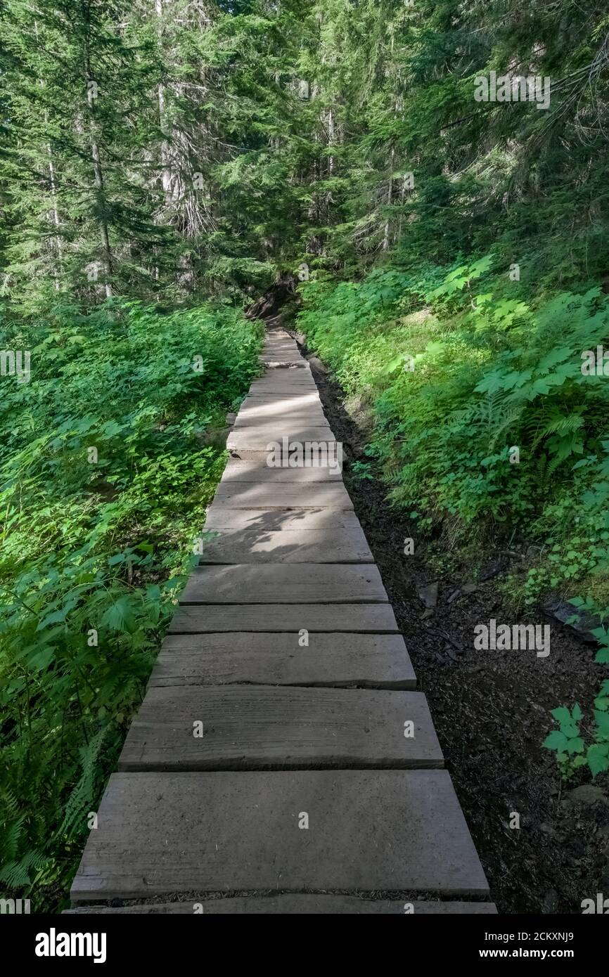 Boardwalk spanning a previously muddy stretch of the Heliotrope Ridge ...