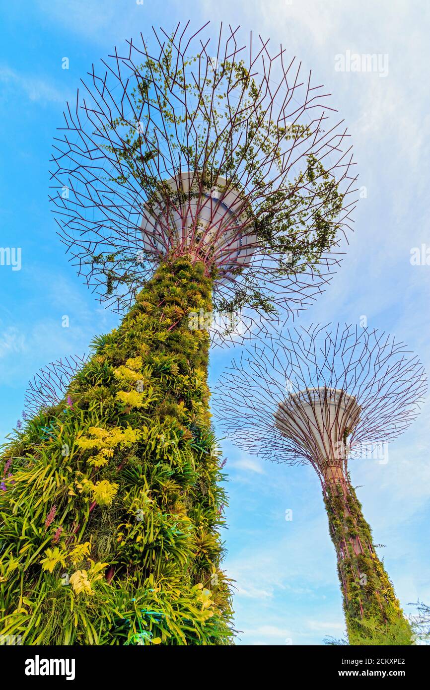 SuperTrees seen in daylight at Gardens by the Bay, a $1 billion park on reclaimed land in central Singapore. Two huge domes enclose gardens, one with drier Mediterranean plants including varieties of cactus, the other a tropical garden with a 138-foot tall “Cloud Mountain” that is circled by a walkway. The main feature of Gardens by the Bay are the 18 SuperTrees, huge tree-like towers covered in exotic ferns, vines, orchids and bromeliads that are lit at night and become a sound and light show of shifting colors. There is also a 72-foot high elevated walkway, the OCBC Skyway, between two of th Stock Photo