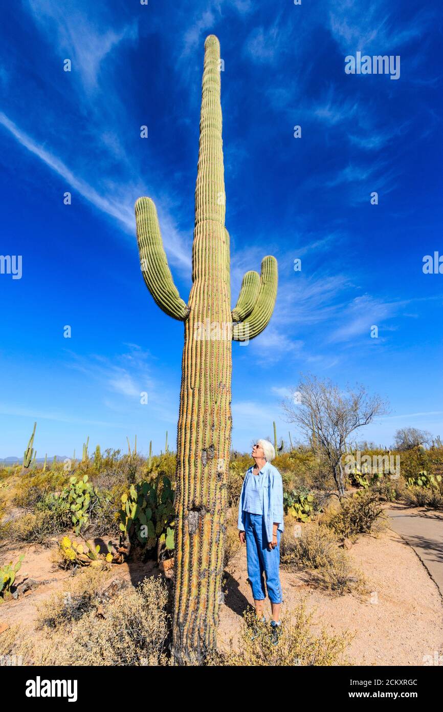 Una mujer es enana por un cactus saguaro. El saguaro es un cactus