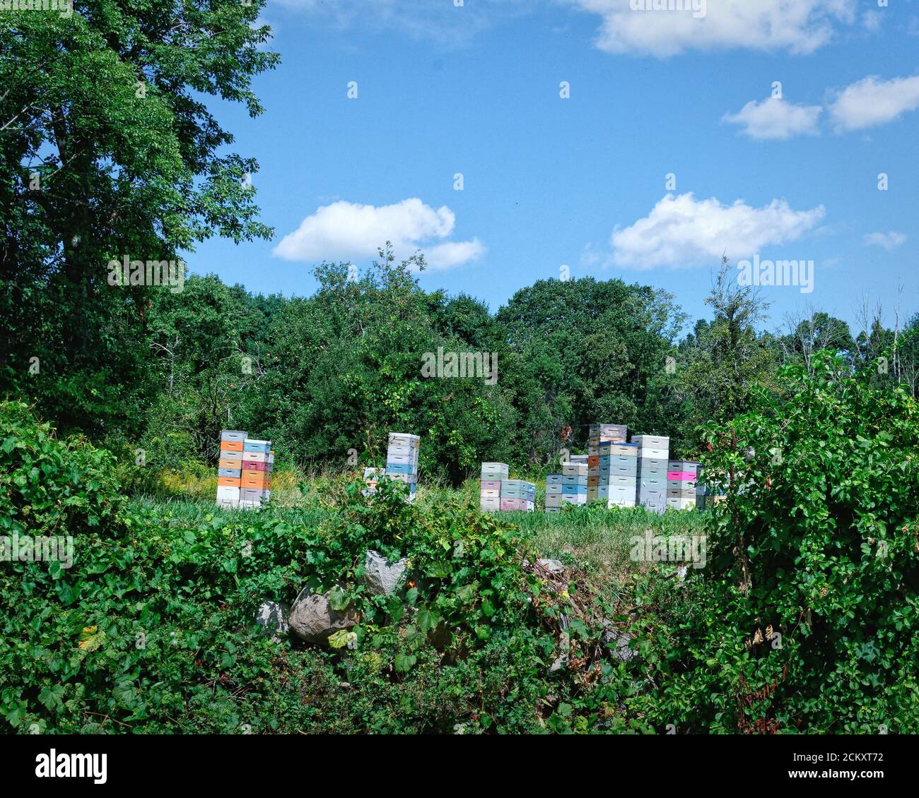 Stacked bee hives hi-res stock photography and images - Alamy
