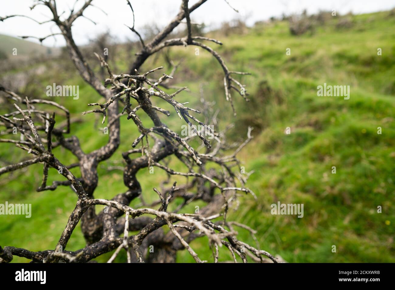 Dead trees on moorland hillside, UK Stock Photo