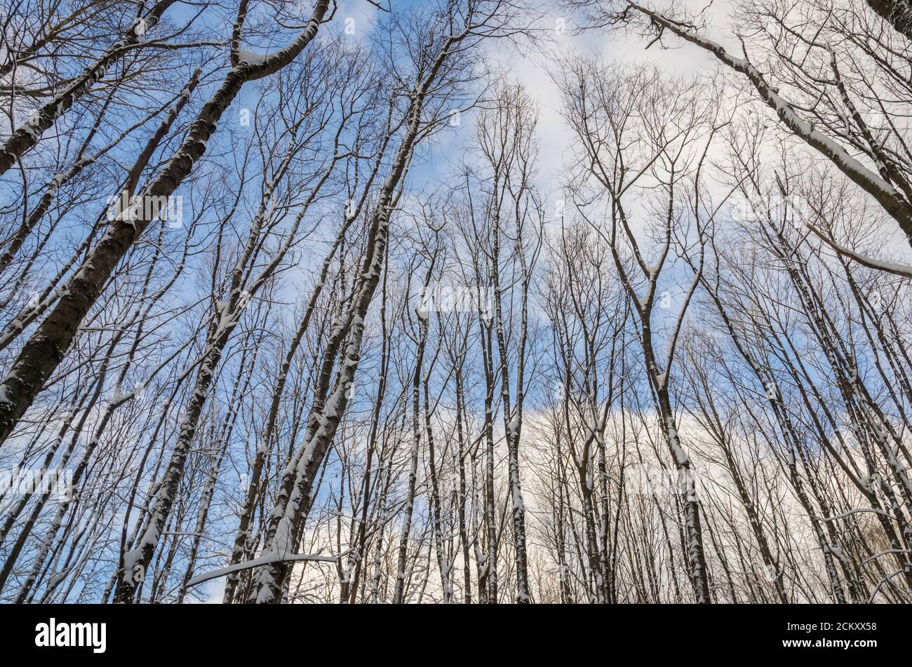 winter forest landscape of trees on a frosty day against the blue sky ...
