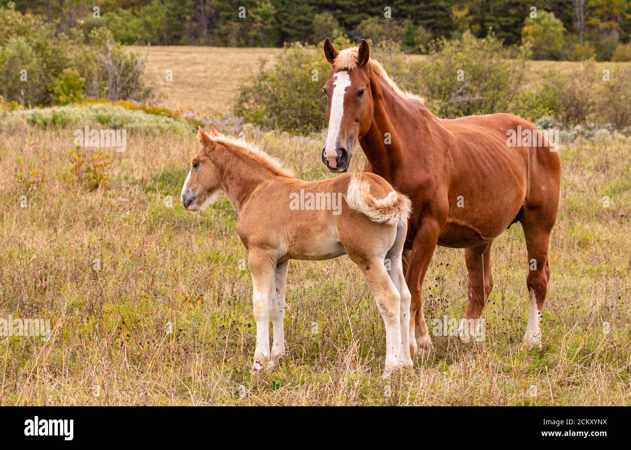 Stallion and colt standing together in a grassy field in Speerville, New Brunswick, Canada. Stock Photo