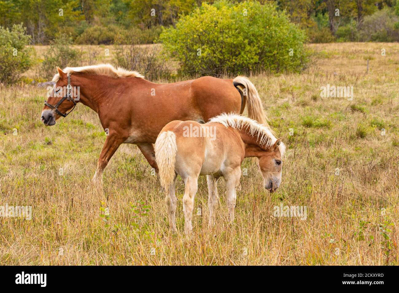 Mare and filly together in a grassy field in Speerville, New Brunswick, Canada. Stock Photo