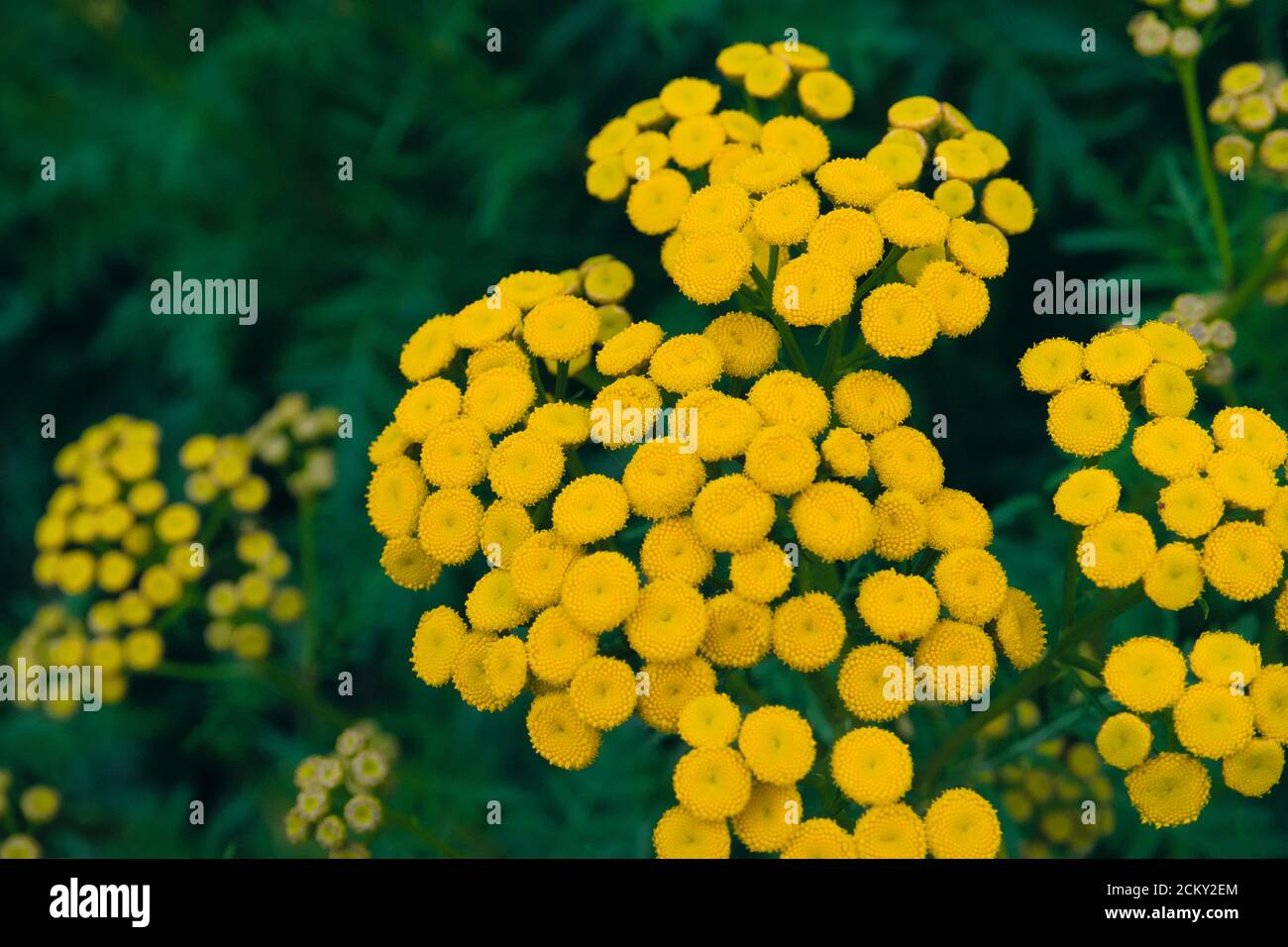Yellow wild flower Tansy growing next to a corn field, scientific name Tanacetum vulgare Stock Photo