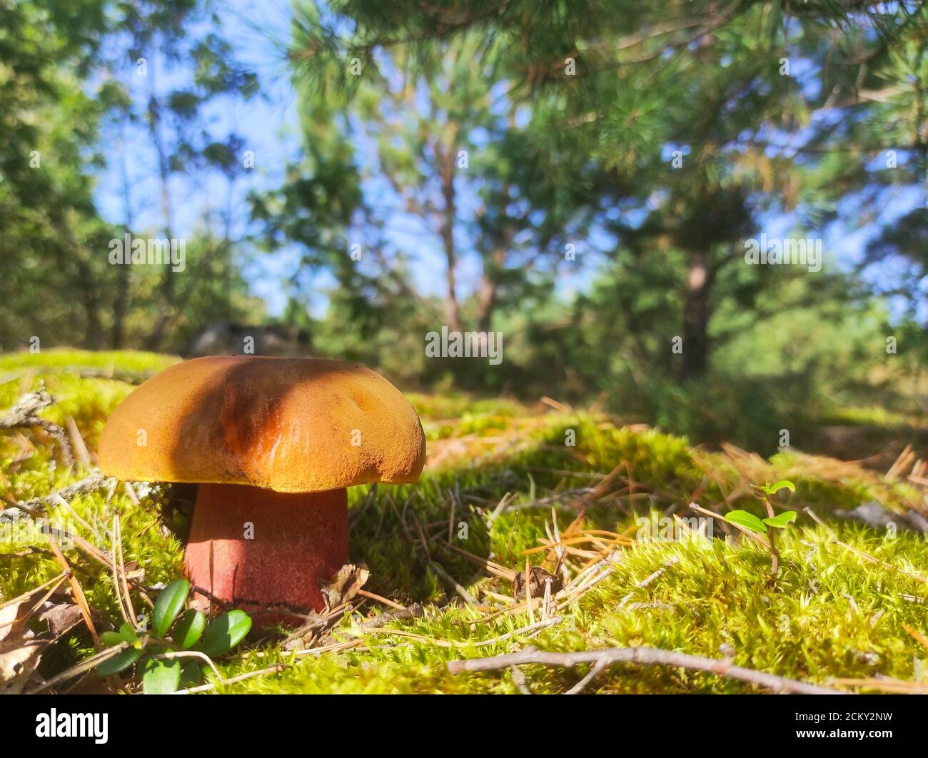 Satanic devils mushroom grow in forest. Rubroboletus growing in moss Stock Photo