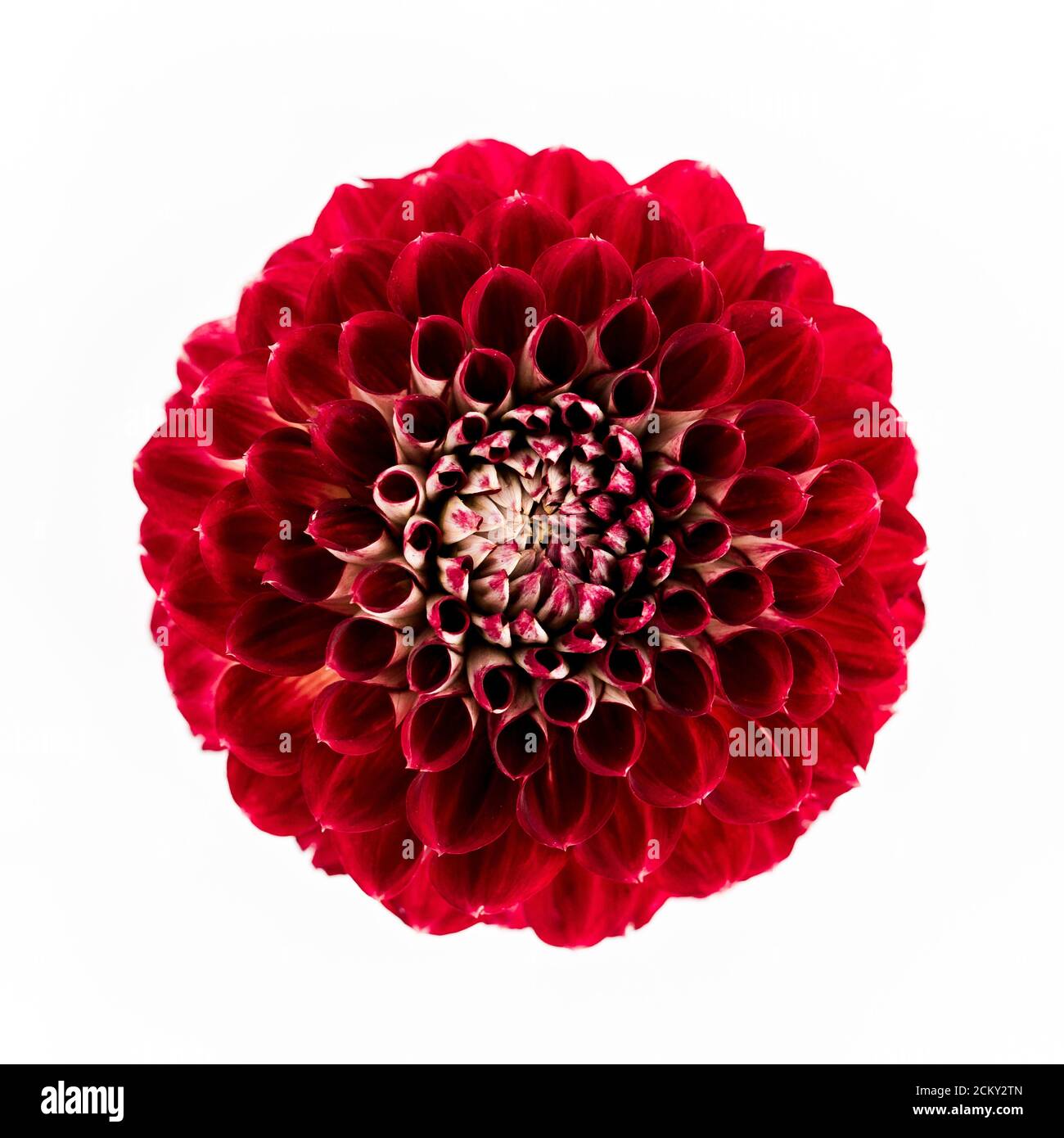 Beautiful pattern of maroon flower dahlias and roses buds isolated on white background. Flat lay, top view. Stock Photo