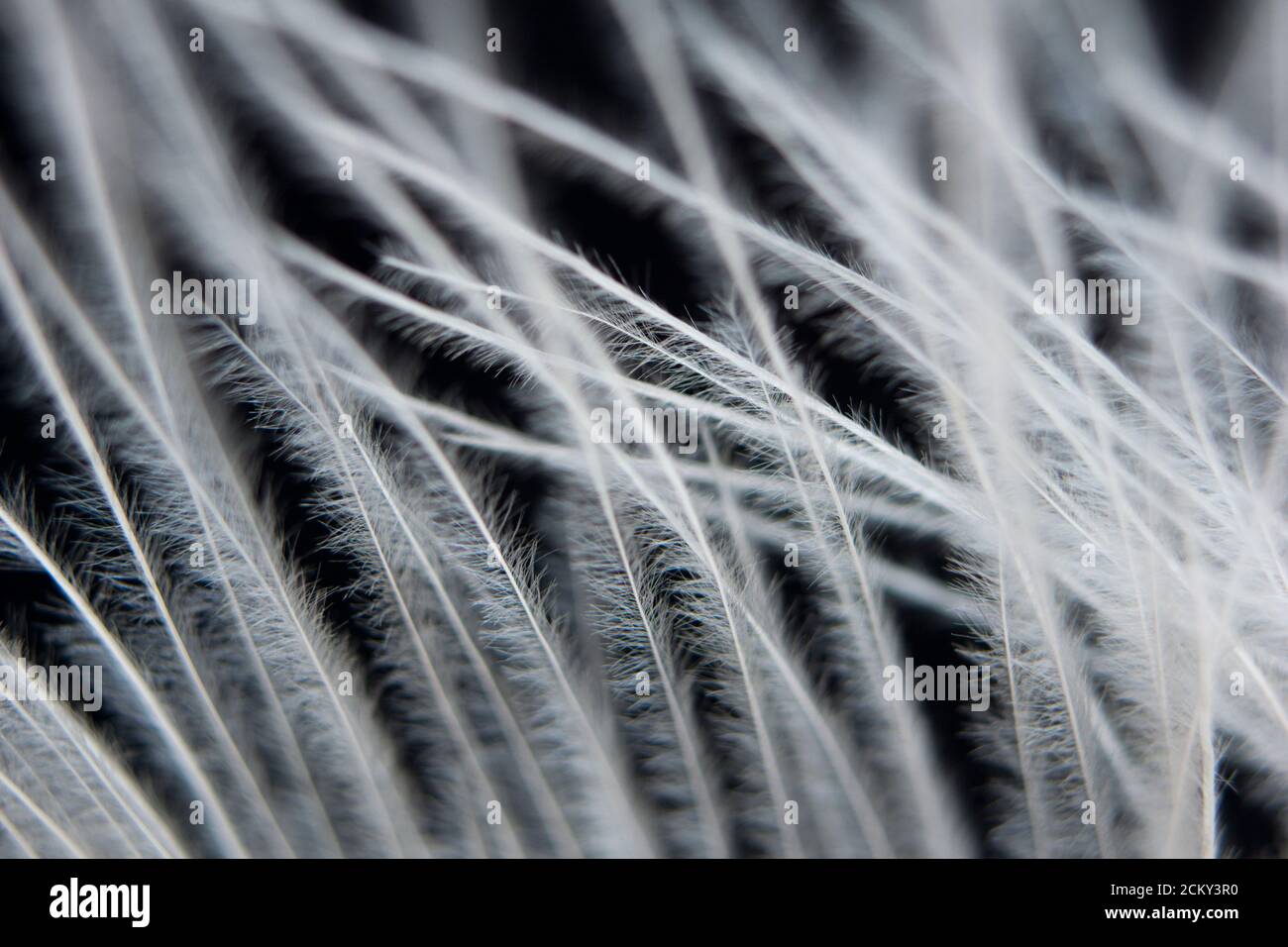 White feathers on a black background Stock Photo