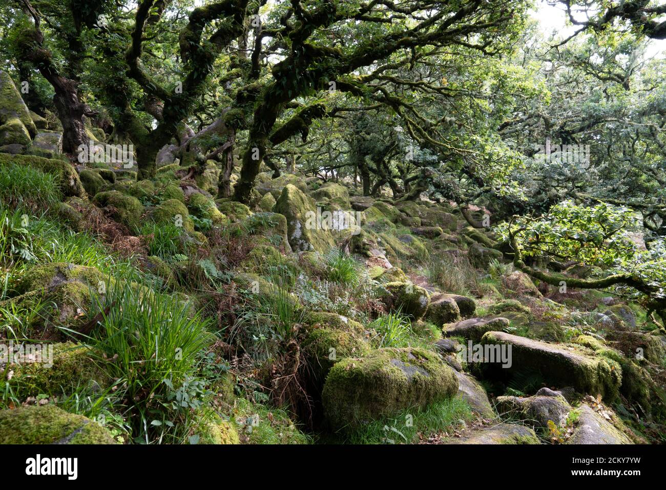 Wistman's Wood, Dartmoor, Devon, UK. One of the highest oakwoods in Britain an example of native upland oak woodland. Stock Photo
