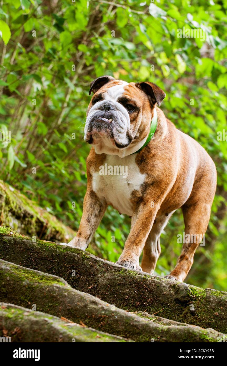 Are Stairs Bad For English Bulldogs