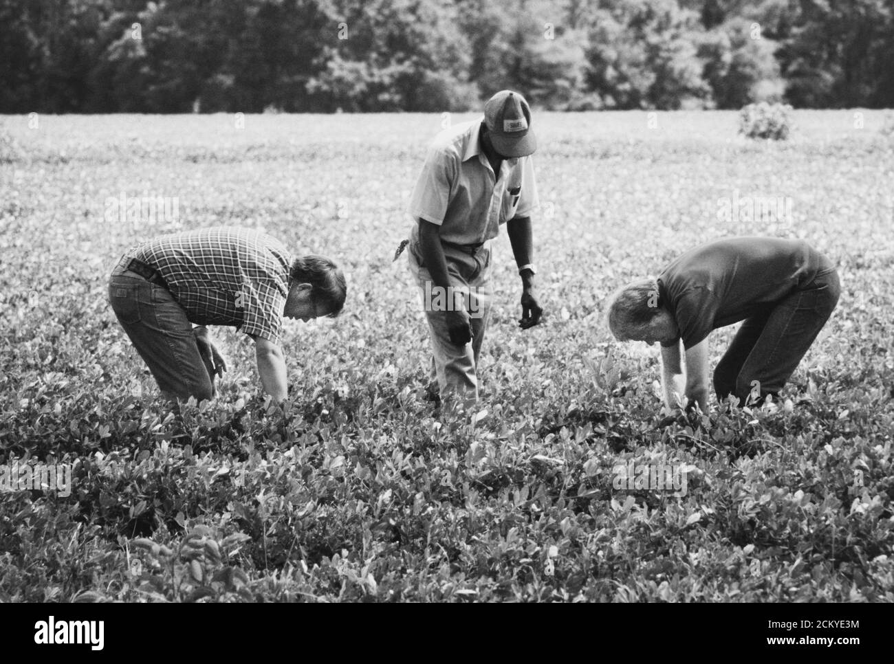 Jimmy carter's peanut farm hires stock photography and images Alamy