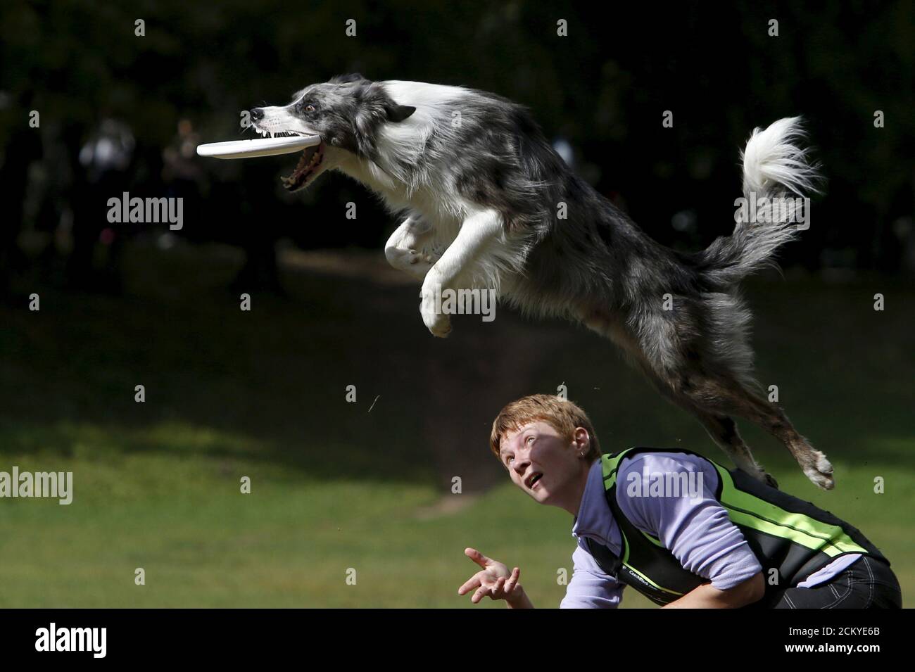 dog frisbee competition