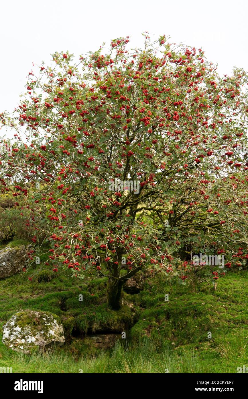 A European Rowan (Sorbus aucuparia) or Mountain Ash tree in fruit, Dartmoor, UK Stock Photo