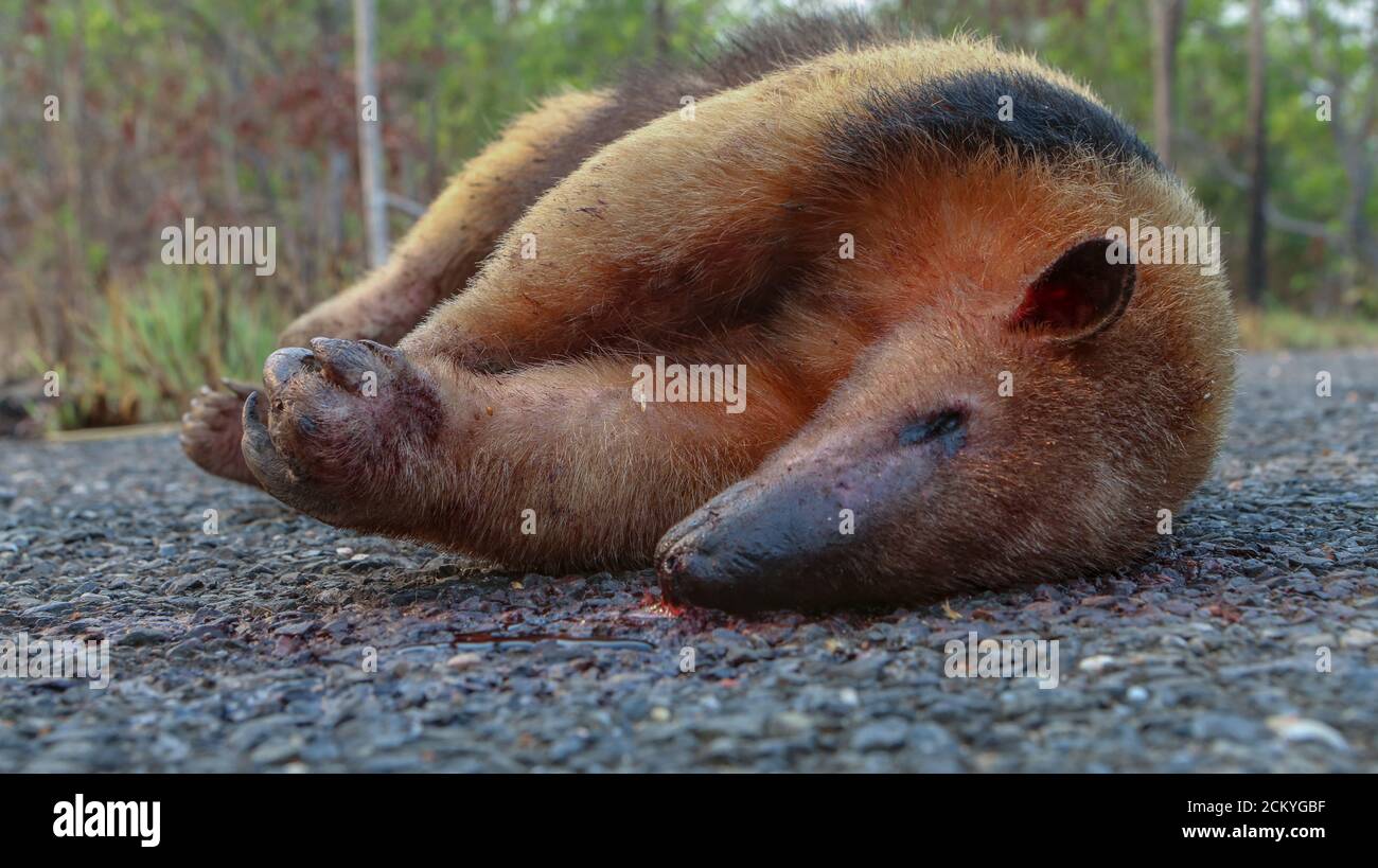 September 14, 2020: a anteater, one of the symbols of the Pantanal region of the state of Mato Grosso in central Brazil is seen dead near a road, with the fires that are destroying the region the animals end up on the route of the local roads and are hit by passing cars. Credit: Dario Oliveira/ZUMA Wire/Alamy Live News Stock Photo