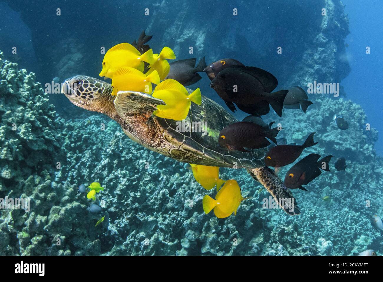 Green Sea Turtle, Chelonia mydas, being cleaned by yellow tang, Zebrasoma flavescens, and goldring surgeonfish, Ctenochaetus strigosus, and black surg Stock Photo