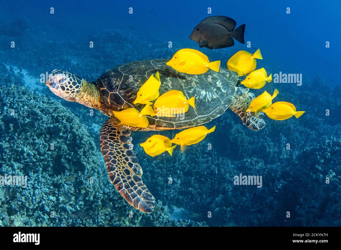 Green Sea Turtle, Chelonia mydas, being cleaned by yellow tang, Zebrasoma flavescens, and black surgeonfish, Ctenoshaetus hawaiiensis, Kona Coast, Big Stock Photo