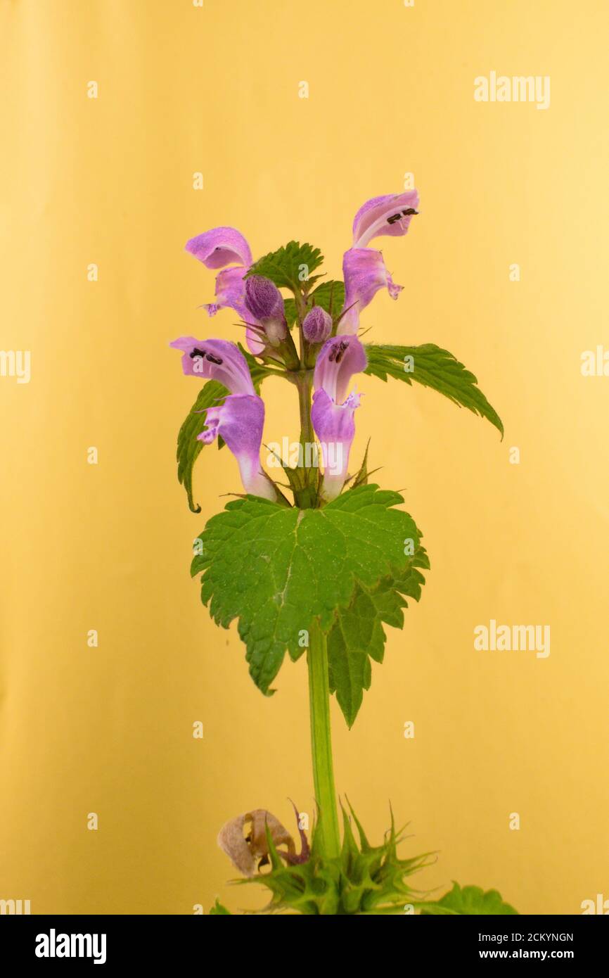 Wild violet flowers spotted dead-nettle or spotted henbit on a blue background, scientific name Lamium maculatum Stock Photo