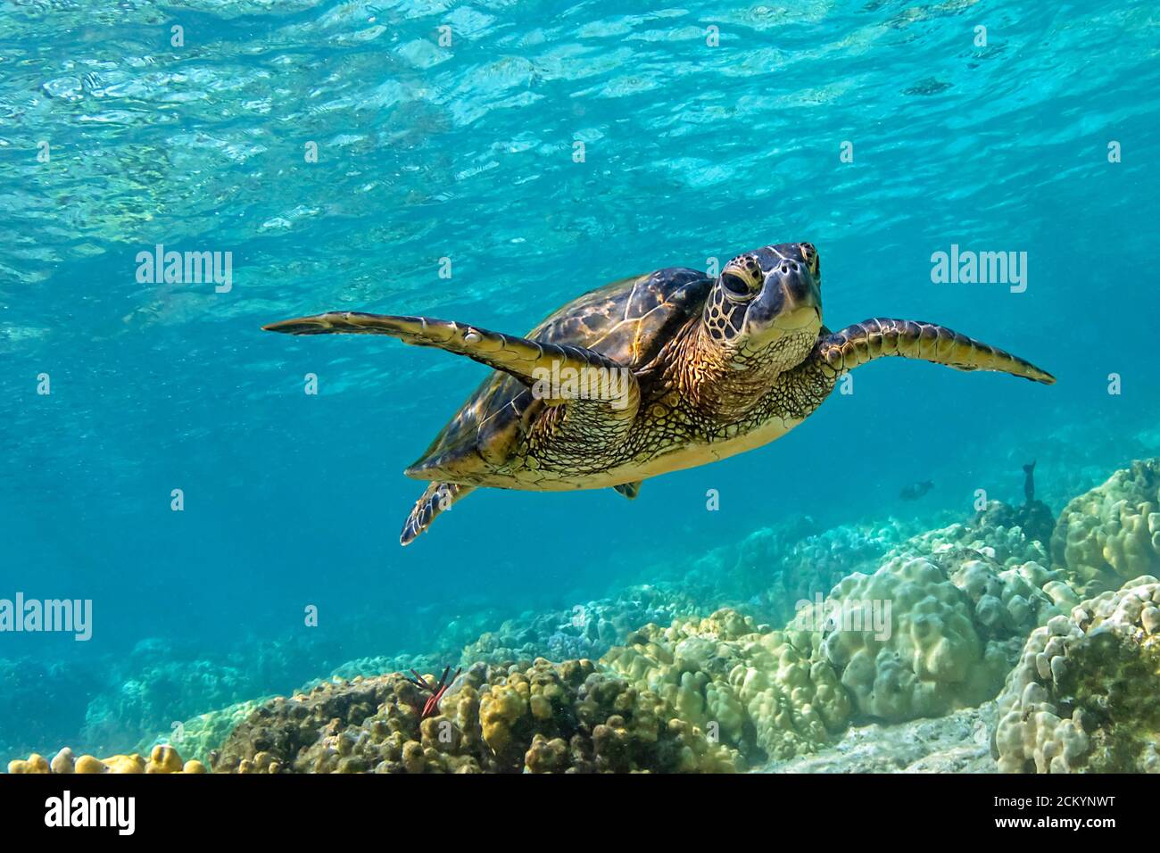 Green Sea Turtle, Chelonia mydas, swimming over shallow reef, Kahalu'u Beach Park, Kona Coast, Big Island, Hawaii, USA, Pacific Ocean Stock Photo