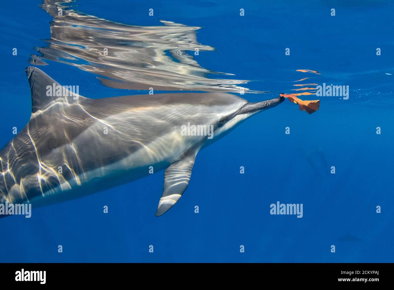 Hawaiian spinner dolphin, Stenella longirostris longirostris, surfacing to push leaf, Kona Coast, Big Island, Hawaii, USA, Pacific Ocean Stock Photo