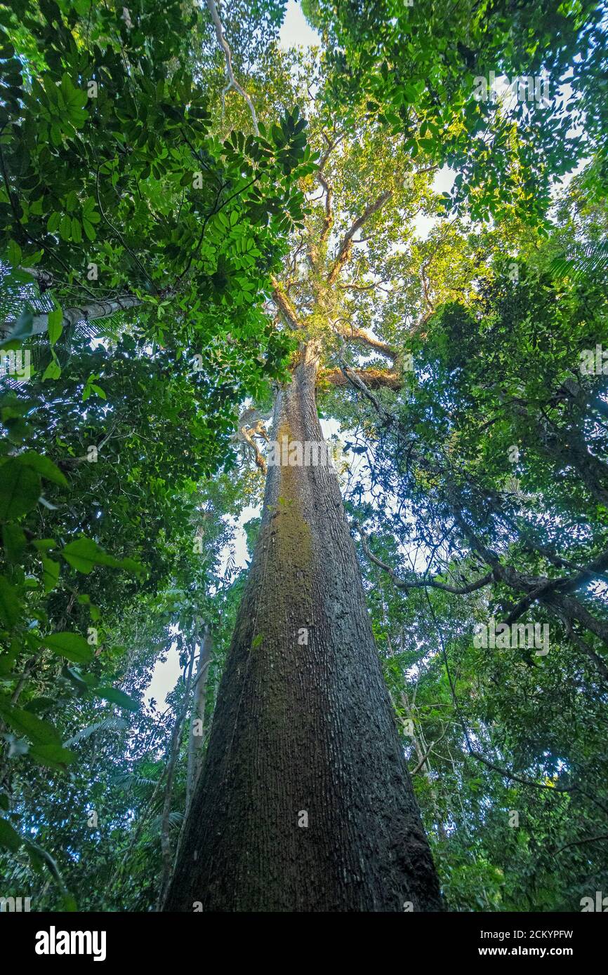 Ancient Brazil Nut Tree in the Amazon Rainforest near Alta Floresta, Brazil Stock Photo