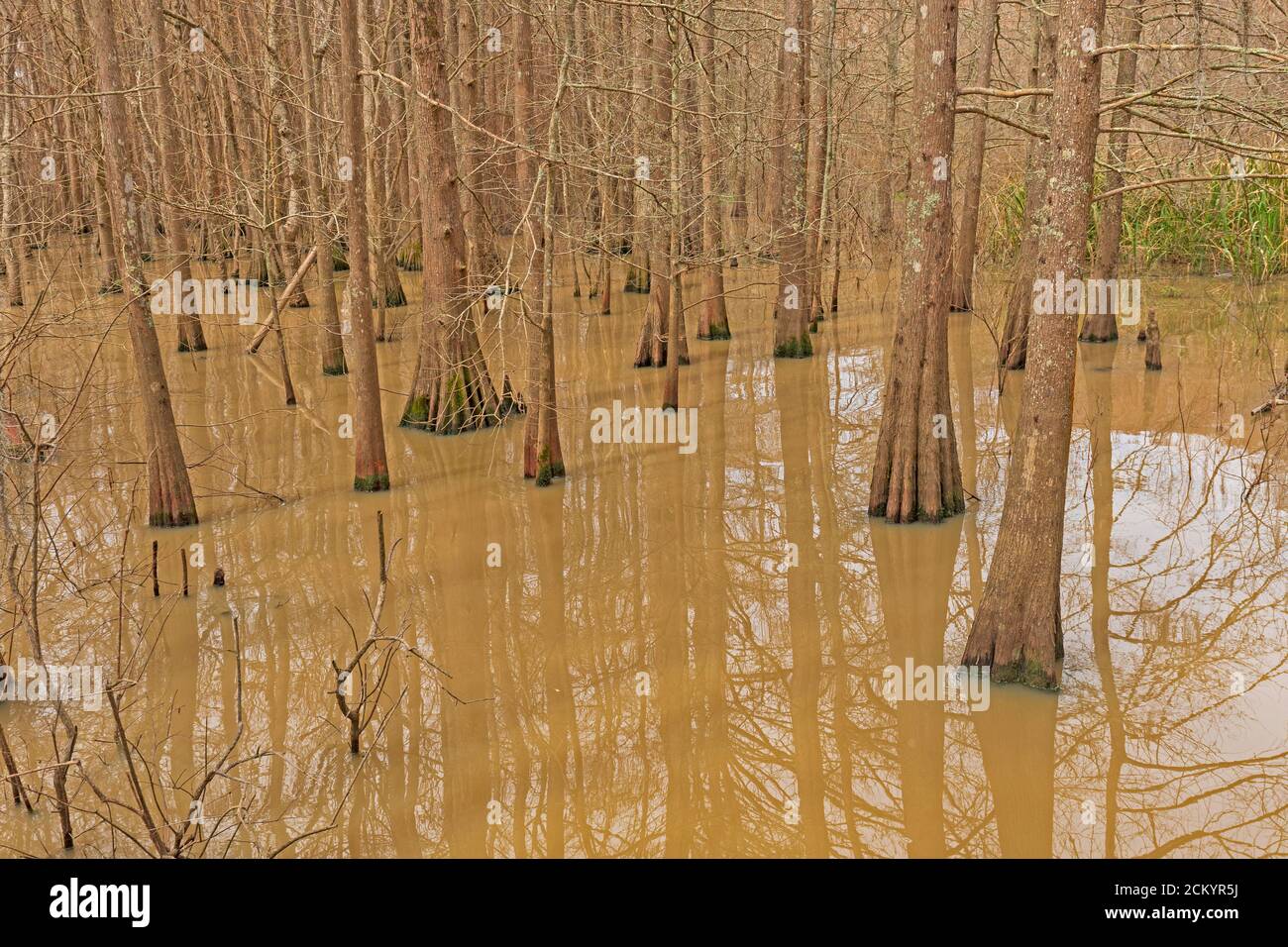 Cypress-Tupelo Wetland Forest on Lake Anahuac in Texas Stock Photo