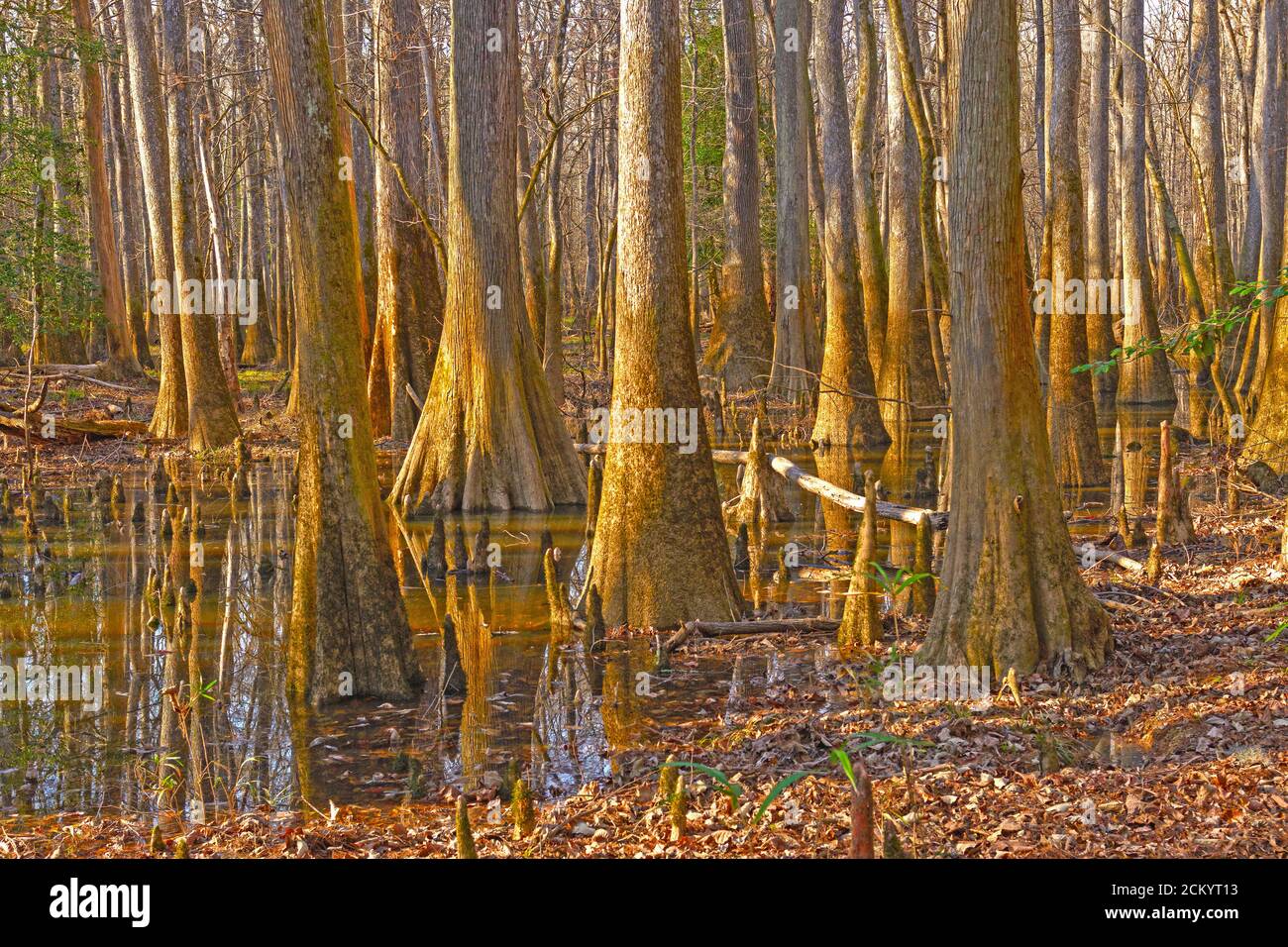 Dense Growth in a Bottomland Forest in Congaree National Park in South Carolina Stock Photo