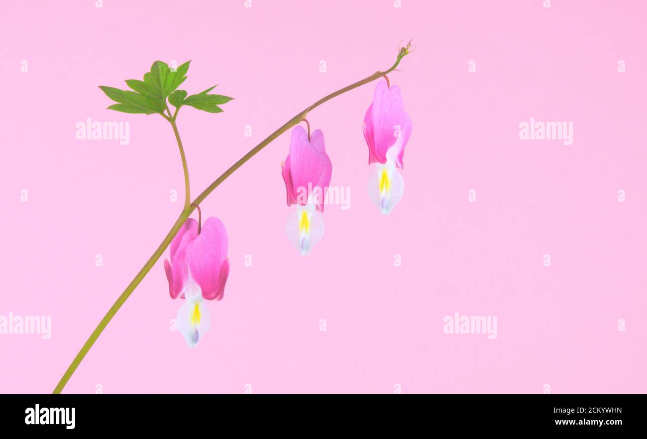 Heart shaped flowers known as Bleeding heart, hanging down Isolated on a pink background, Lamprocapnos spectabilis Stock Photo