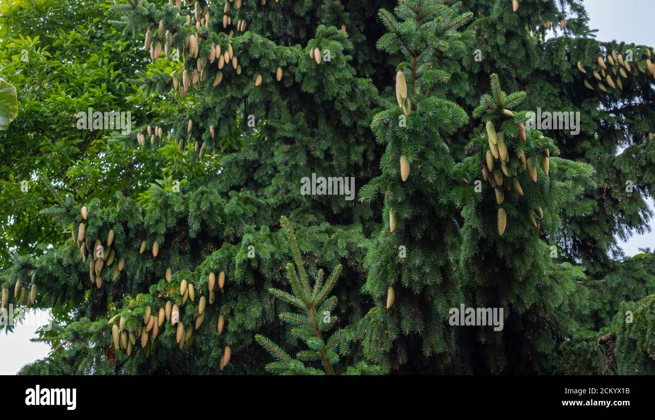 Young cones on blue spruce in forest. Branches with cones and needles on spruce growing in forest. spruce cones on branches Stock Photo