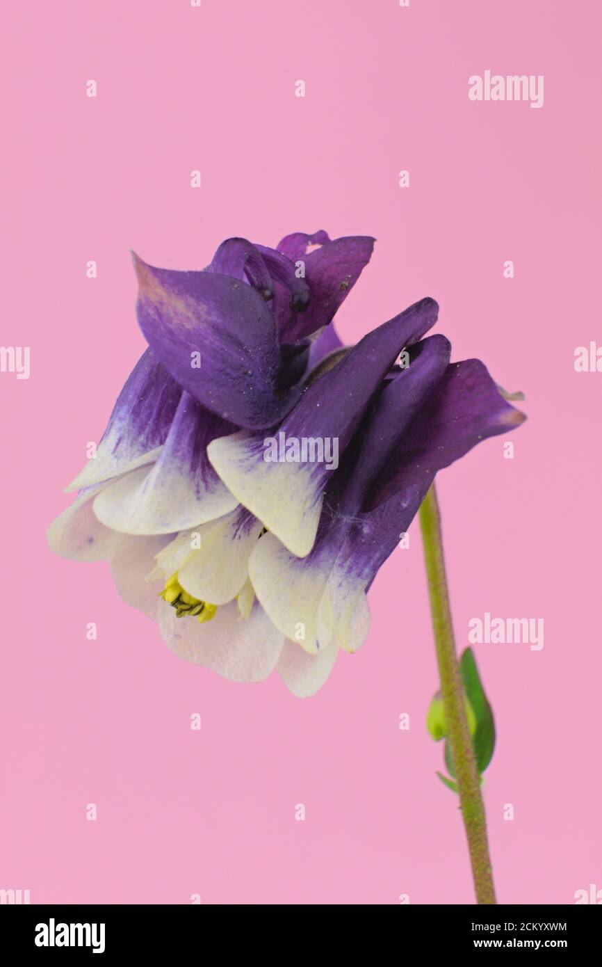 Two colored violet and white spring flower known as European columbine, common columbine, on a pink background, scientific name Aquilegia vulgaris Stock Photo