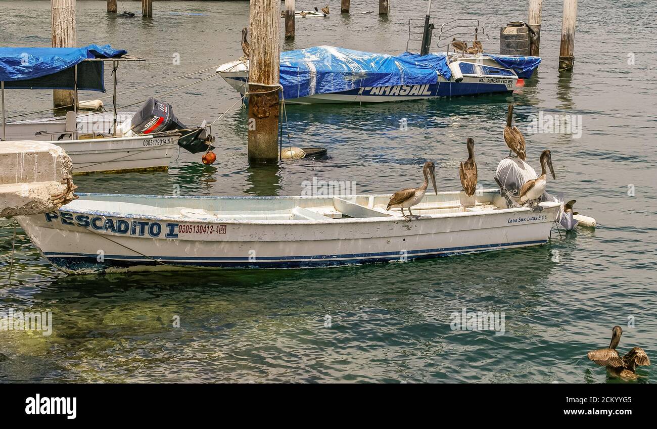 Cabo San Lucas, Mexico - April 22, 2008: Group of brown pelicans sit on small white Pescadito sloop moored in harbor on greenish-blue water. Stock Photo