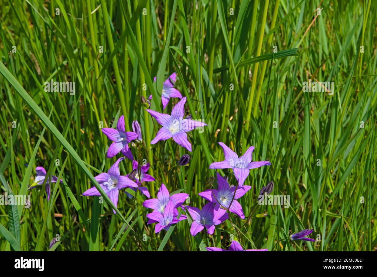 Meadow violet flower, Spreading bellflower growing in a meadow, scientific name Campanula patula Stock Photo