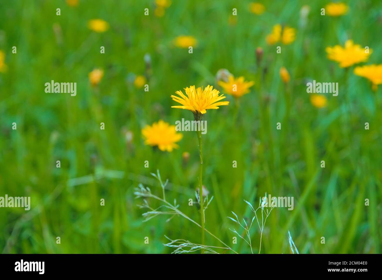 Meadow full with wild yellow flowers knwon as smooth hawksbeard, scientific name Crepis capillaris Stock Photo