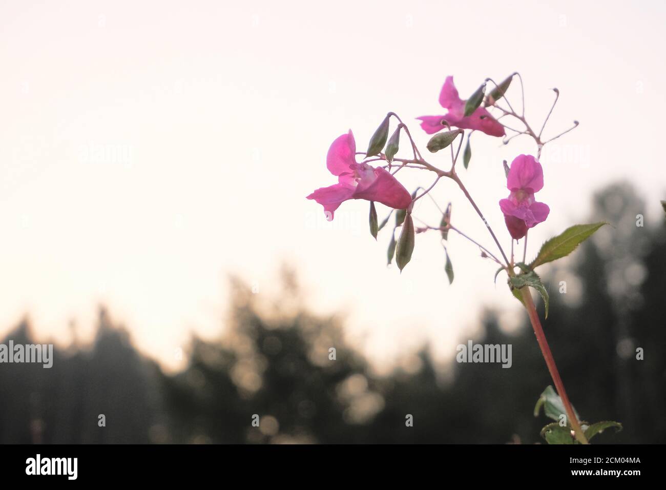 Invasive flowering plant known as policeman's helmet, bobby tops, copper tops, scientific name Impatiens glandulifera Stock Photo