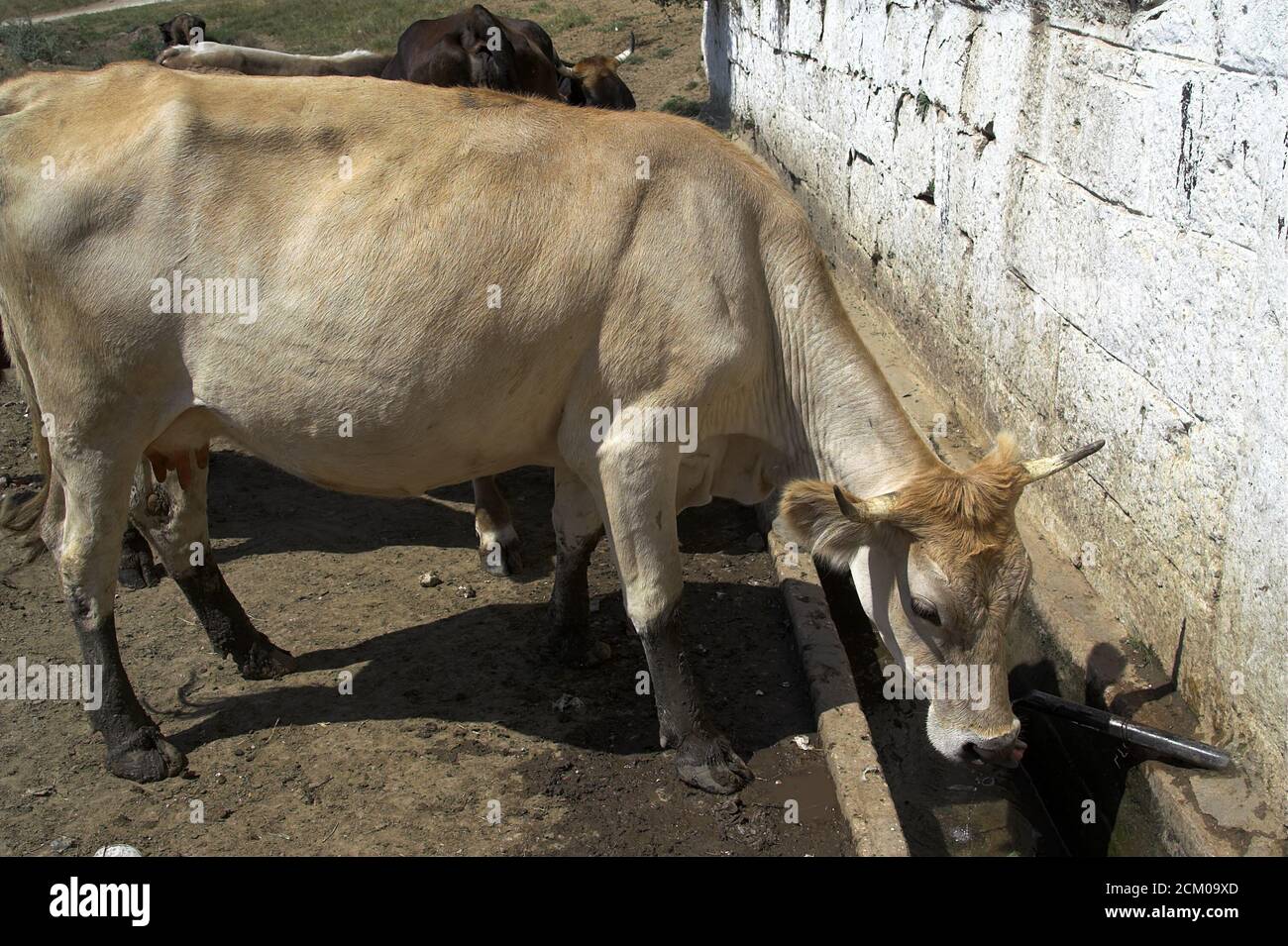 Cow at a waterhole - a typical view of a provincial Romanian village. Kuh an einem Wasserloch - eine typische Ansicht eines rumänischen Provinzdorfes. Stock Photo