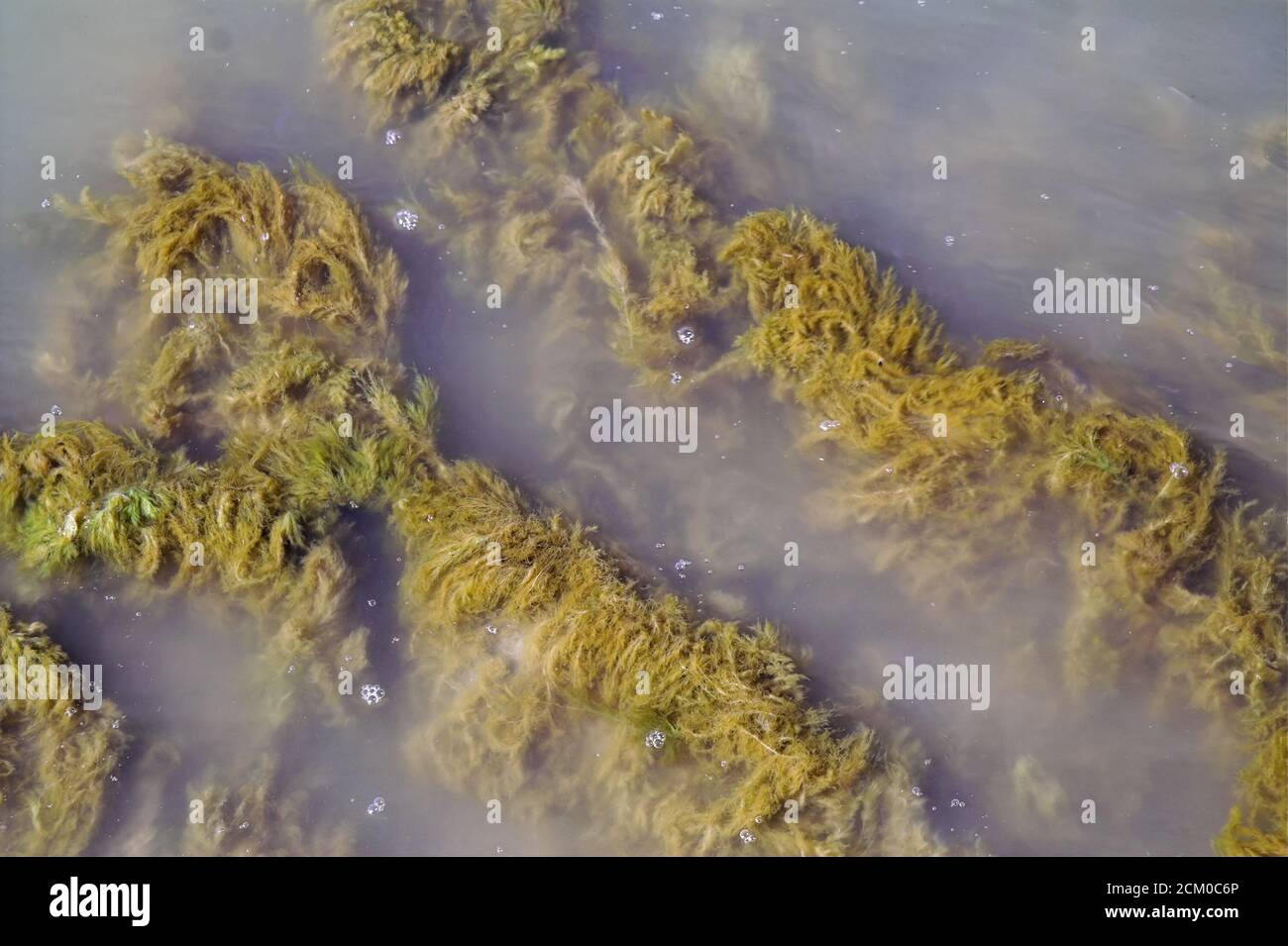 Dead algae in shallow coastal seawater. Algas muertas en agua de mar costera poco profunda. Tote Algen im flachen Küstenmeerwasser. Obumarłe glony. Stock Photo