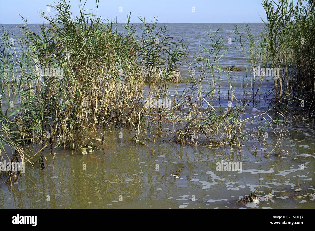 Romania, reeds on the shore of the Black Sea near Istria. Rumänien, Schilf am Ufer des Schwarzes Meer in der Nähe von Istrien. Stock Photo