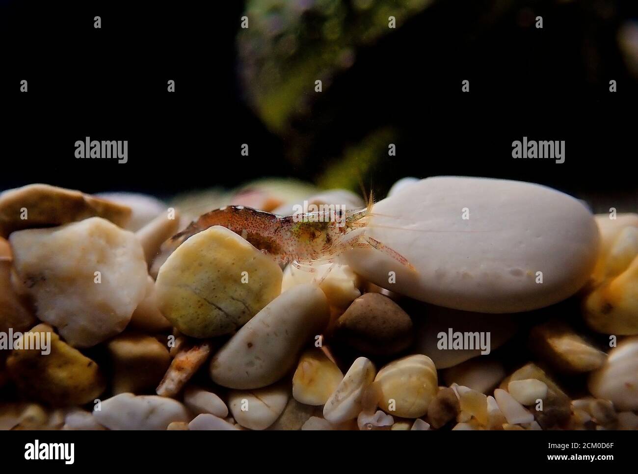 Hooded shrimp - (Athanas nitescens), Rare image of the smallest marine discovered shrimp Stock Photo