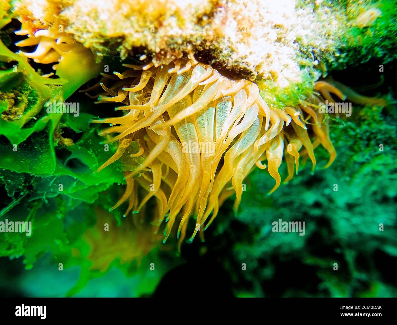 Yellow aiptasia glasrose Mediterranean sea anemone -  Aiptasia diaphana Stock Photo