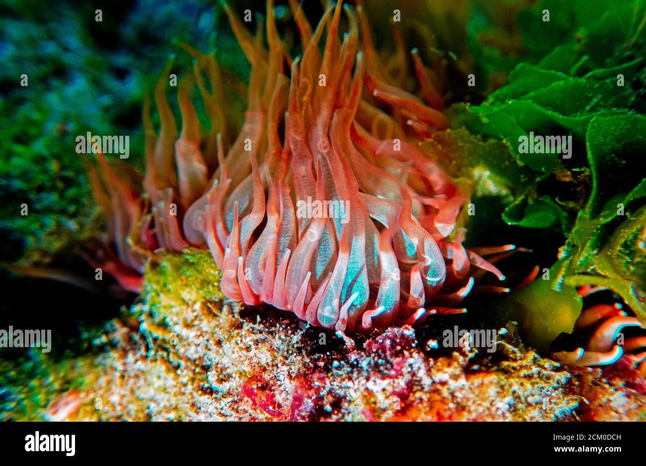 Yellow aiptasia glasrose Mediterranean sea anemone -  Aiptasia diaphana Stock Photo